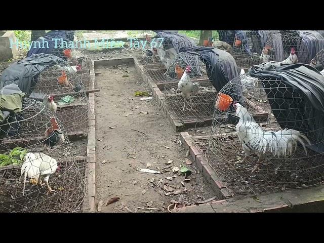 Chăn nuôi g.à nhưng mình không hề dùng vacxin hiện giờ ra sao