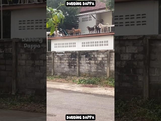 Alert Boyz  #funny #cat #shorts #dog #shortsfeed #animals #dubbingdappa #catvideos #dogshorts #pet