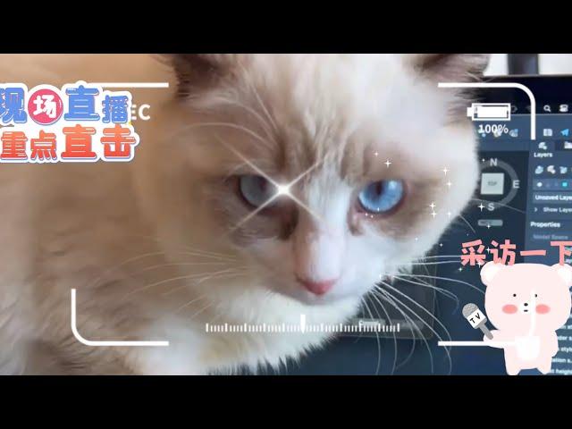 好奇猫#cat #youtubeshorts