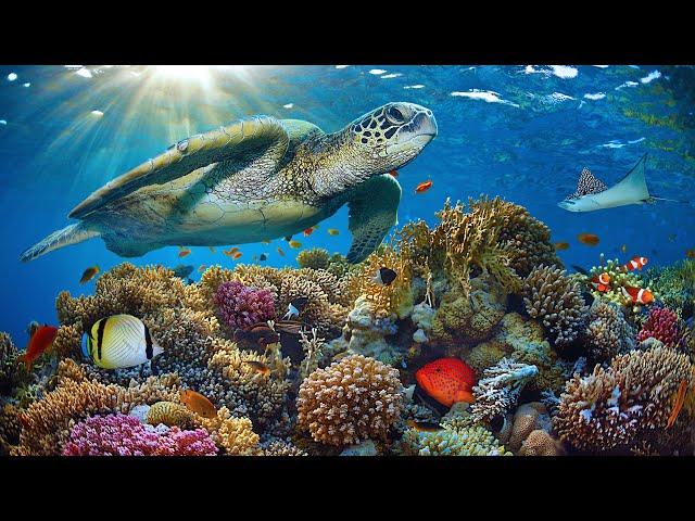 11HRS Stunning 4K Underwater footage + Music: RAINBOW REEF 2 - Rare & Colorful Sea Life Ambient Film