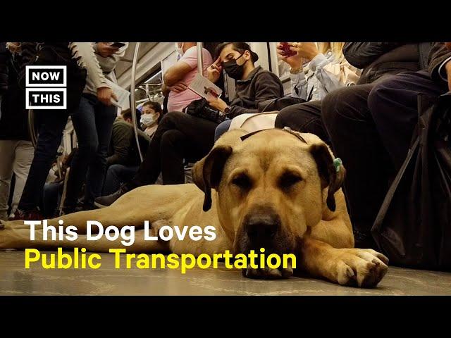 Former Stray Dog in Istanbul Loves Public Transportation