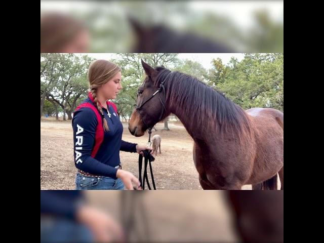 Horse Training: How to Do Groundwork Without a Round Pen