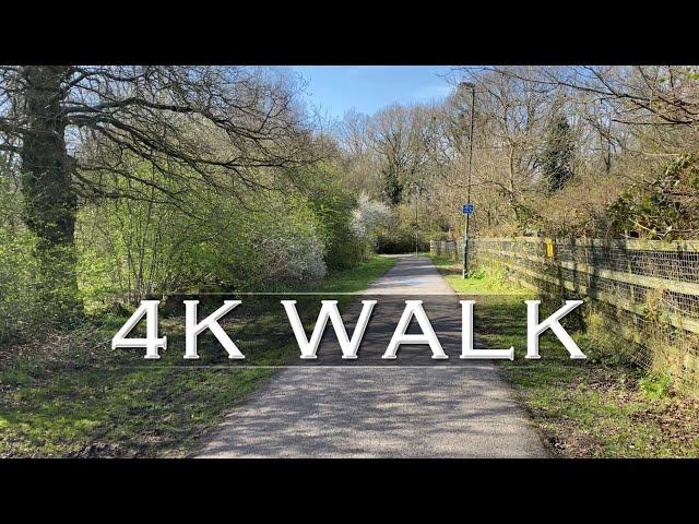 4K VIRTUAL WALK & The 600 year old oak tree