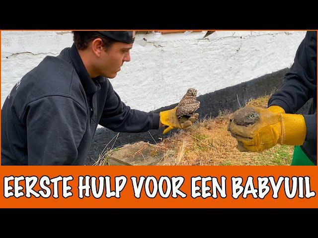 GAAT HET GEREDDE BABYUILTJE HET HALEN...? | DierenpraatTV