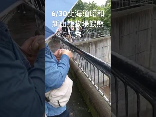 6/30近距離與熊共舞！北海道昭和新山熊牧場餵熊秀體驗！