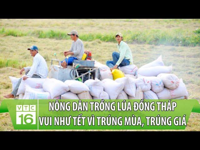 Nông dân trồng lúa Đồng Tháp vui như Tết vì trúng mùa, trúng giá | VTC16