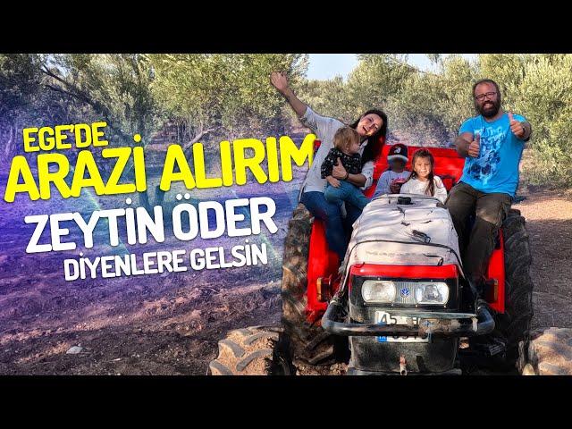 Zeytin Hasadı Başladı! Düşünüldüğü Gibi Değil! (Köyde Hayat)