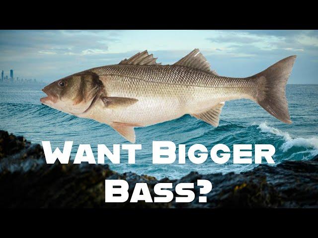 Tips For Catching Bigger Bass (Shore Fishing UK and Europe) - Sea Fishing Tutorial