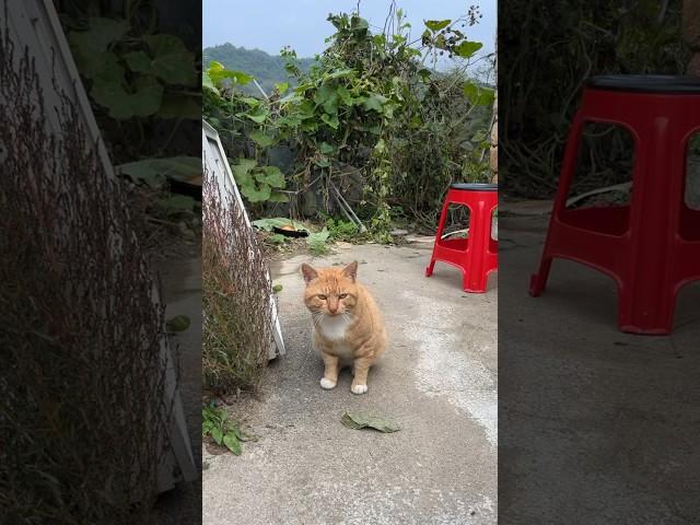 경상도 스트릿출신 치즈냥이에게 먀아를 해본다면?! #고양이언어 #먀아 #cat #maah #고양이소리