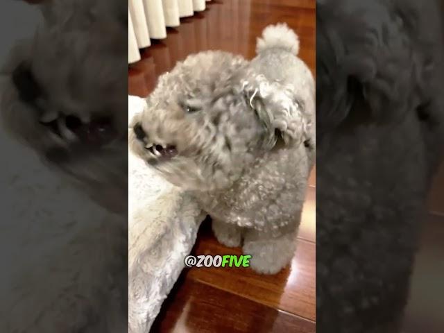 Other People's Dogs Vs My Dog! Funny