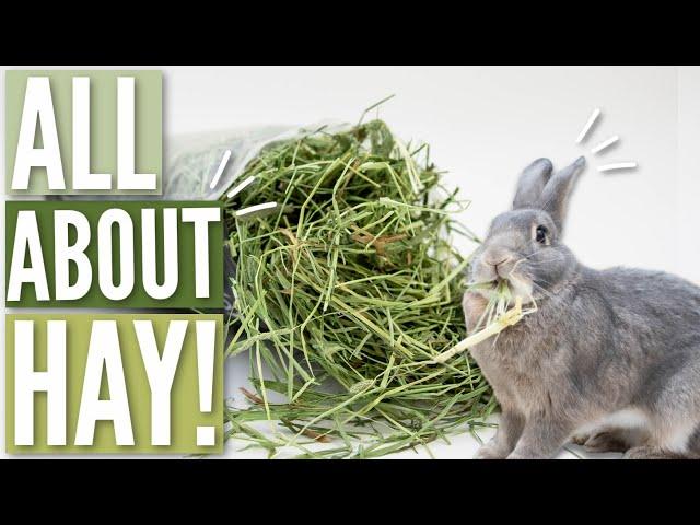 ALL ABOUT HAY FOR RABBITS 