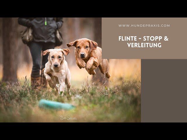 Flinte - Stopp & Verleitung