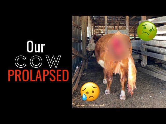 Cow prolapse while carrying twins has happy ending!!!