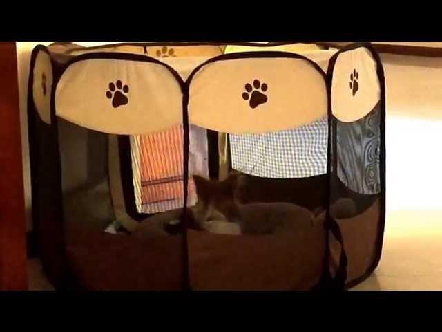 KHLOE KC HOWLING PUPPY