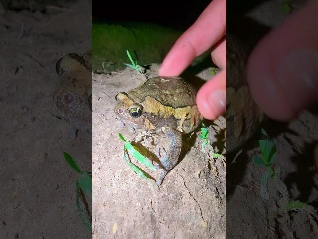 Catch the amazing funny frog | funny froggy | cute frog funny | frog frogs