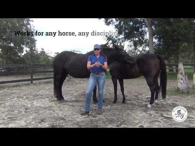 About 4 Secrets to Unlocking the Power of Connection with Horses Webinar