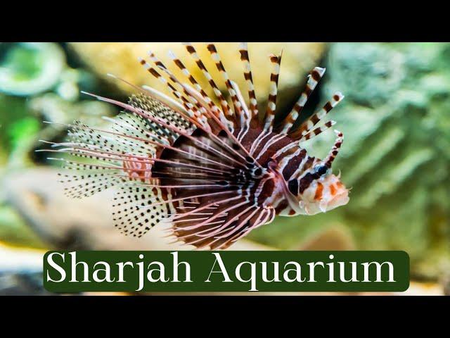 sharjah aquarium #sharjahaquarium #uaetourism #mustvisitplace