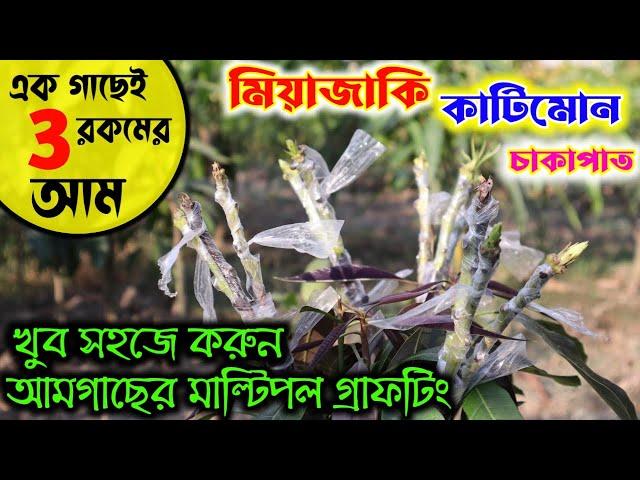 একটি গাছেই হবে মিয়াজাকি চাকাপাত কাটিমন নিজের বাড়িতেই তৈরি করুন সহজ এই পদ্ধতিতে গ্রাফটিং