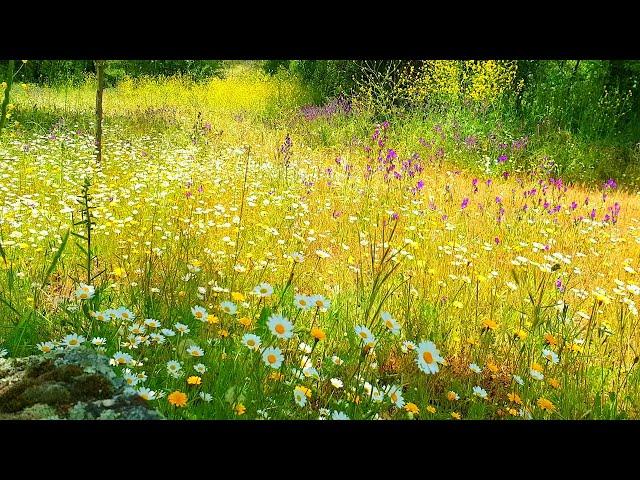 Relaxing Nature Ambience MeditationGOOD MORNING SPRING NATURE THERAPYFlowery MEADOW Healing Sounds