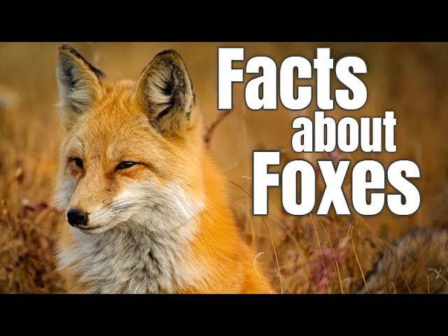 Fox Facts for Children