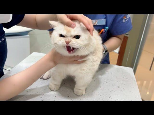 Cat’s reaction to the first time visit for the new hospital