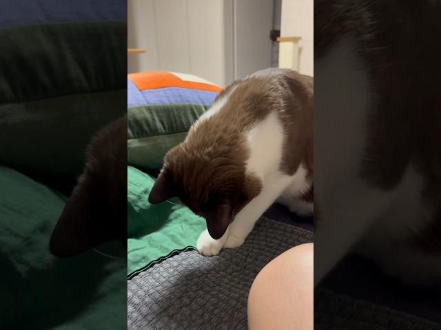 모기를 잡고 사체를 수색중인 고양이