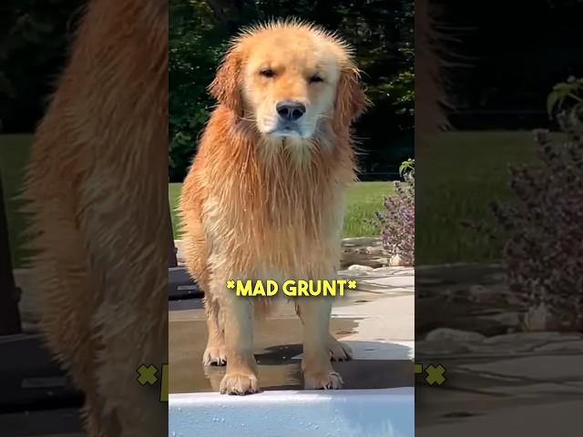 This Golden Retriever was NOT Happy... 