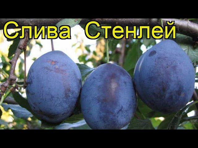 Слива Стенлей. Краткий обзор, описание характеристик, где купить саженцы prunus sp. Stenley