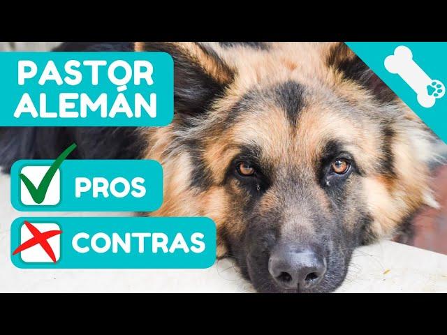   VENTAJAS y DESVENTAJAS de tener un PASTOR ALEMAN  PROS  CONTRAS de Perro PASTOR ALEMAN