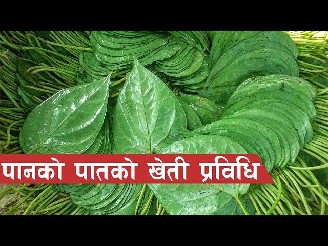 पान खेतीमा लगानी, मासिक लाखौं आम्दानी || Paan Kheti in Nepal ||