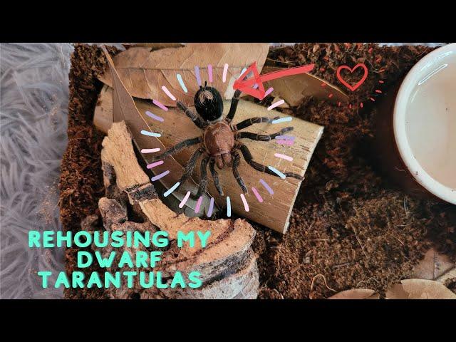 Rehousing my Dwarf tarantulas!!!