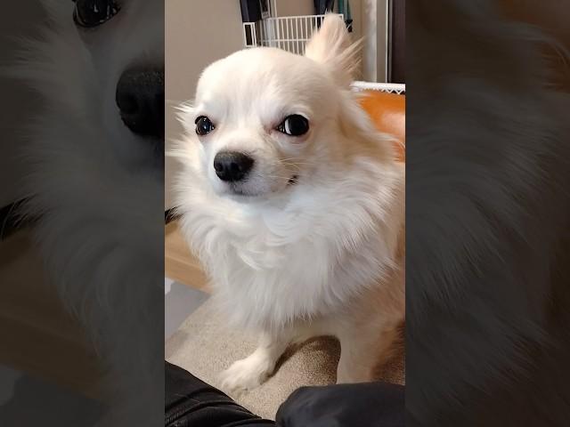 バレンタインもらえなかった犬がこちら。#shorts #犬#dog