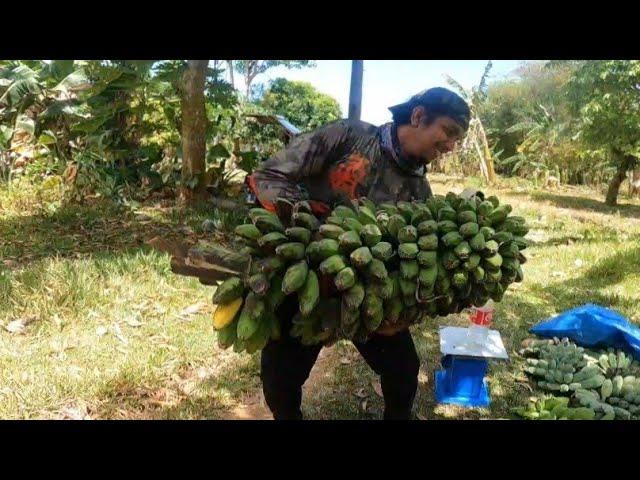 Namili kami ng saging kinulang ang dala naming budget sa sobrang dami