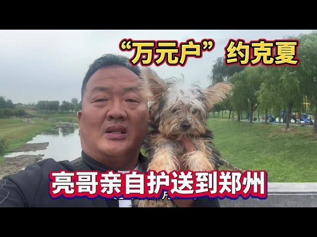 宠物界“万元户”约克夏，亮哥亲自护送到郑州，生怕环节出了问题