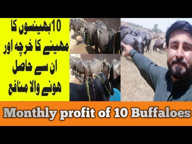 Monthly profit of 10 Buffaloes !Saqib vlogs