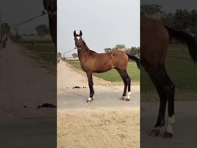 Horse For Sale