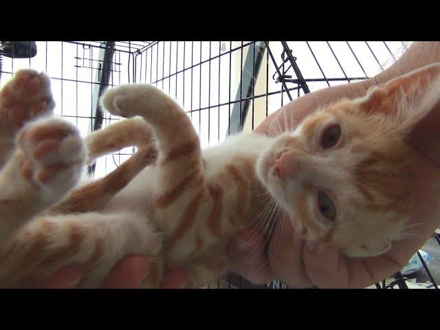 Kitten becomes so playful after his eyes are treated (INDY's Story)