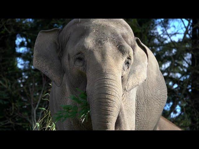 Asian Elephant Rose-Tu Celebrates 28th Birthday