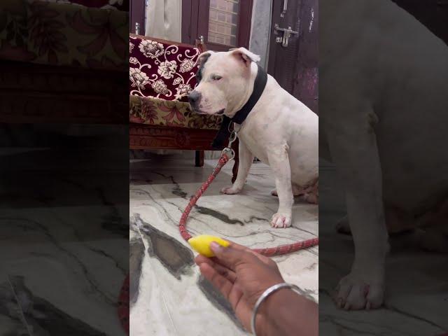 Aaj To Rocky Ko Pareshan Kar Diya!! || Teasing My Dog Rocky - Cute & Funny Reactions!  ||