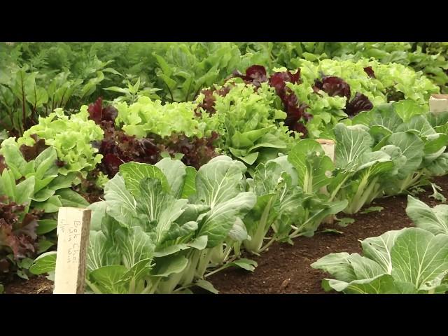 HOME GROWN An Australian Vegetable Garden