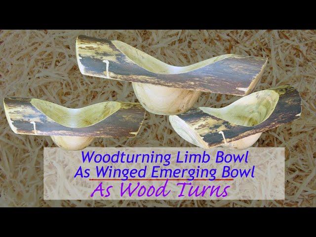 Woodturning Limb Bowl As Winged Emerging Bowl