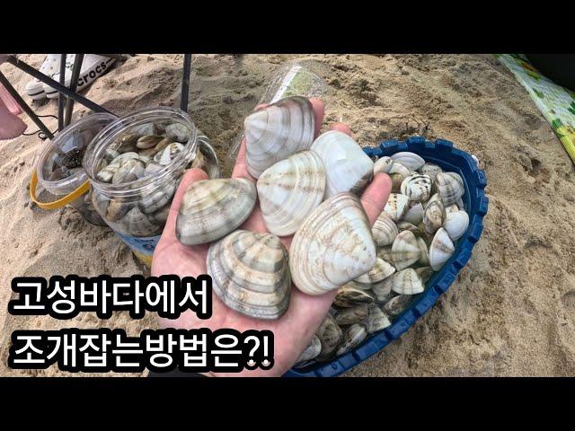 "고성 바다"에 조개가 바글바글!! 앞으로 여기만 간다//