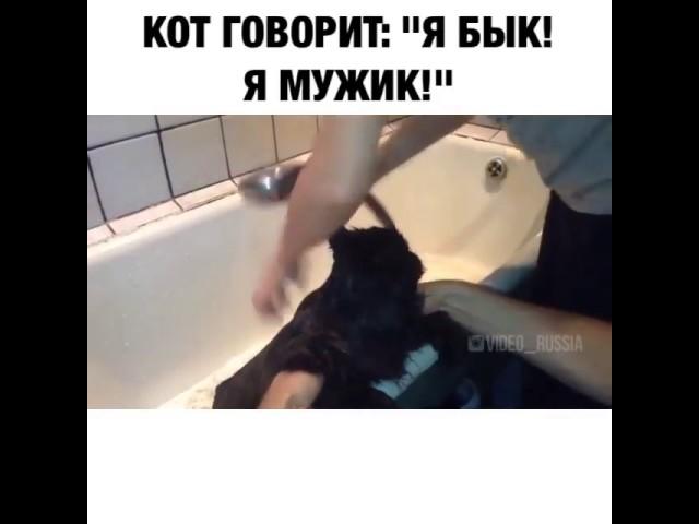 Кот говорит ,,Я БЫК, Я МУЖИК!,,