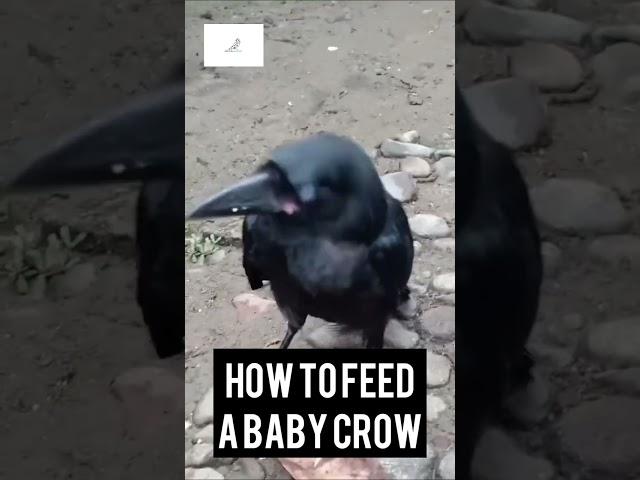 Feeding a Baby Crow - A Heartwarming Encounter with Nature #crow #crows #corvids #cuteanimals