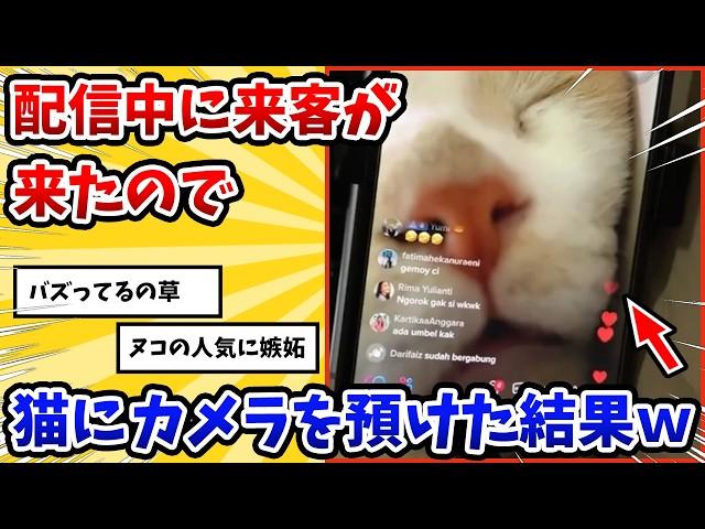 【2ch動物スレ】配信中に離席することになったのでヌコにカメラを渡した→その結果www