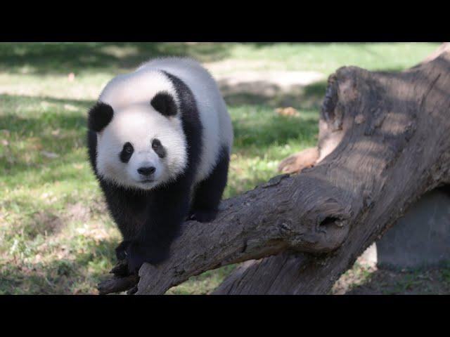 #DCPandas: A Merry Moment With Bao Li and Qing Bao