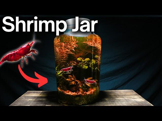 I Made a No-Filter Shrimp Jar Ecosystem, Here’s How!