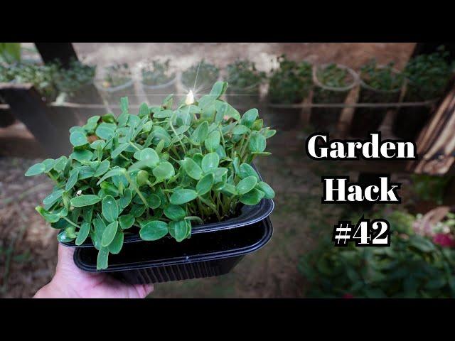 Infinite Hack for Free Microgreen Seeds!