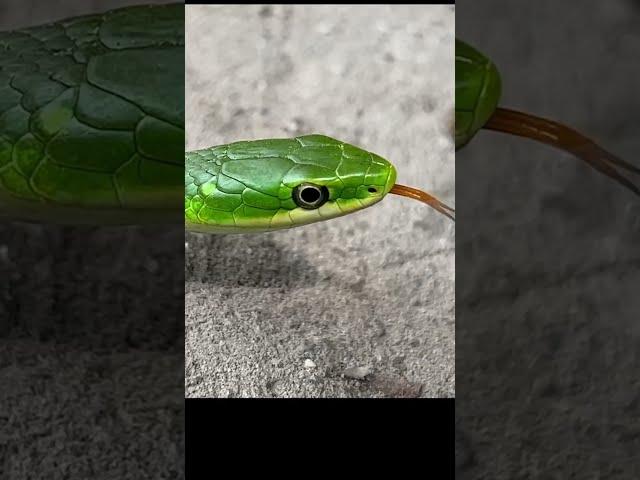 Green Snake Video Snek  #shorts