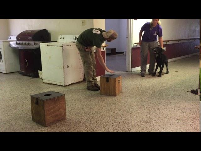 Training Narcotics Detection dogs with a BSD box